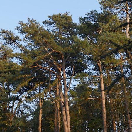 Bain De Foret - Lodges Cosy & Spa นูฟ์ชาเทล-อาร์เดอโลต์ ภายนอก รูปภาพ