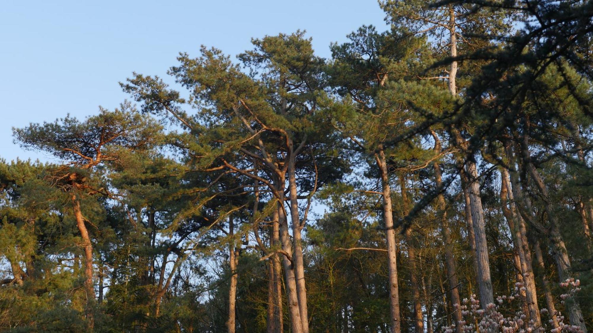 Bain De Foret - Lodges Cosy & Spa นูฟ์ชาเทล-อาร์เดอโลต์ ภายนอก รูปภาพ